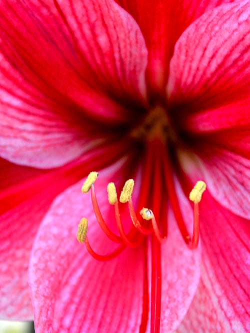 Jumbo Amaryllis Gervase Flower Bulbs