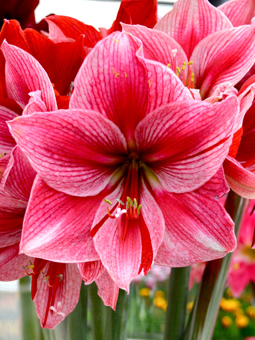Pink Amaryllis Bulbs Gervase