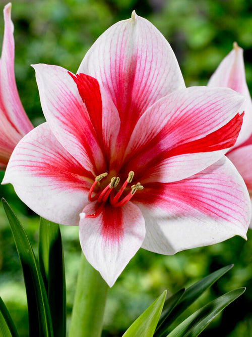 Pink Striped Amaryllis Bulbs Gervase