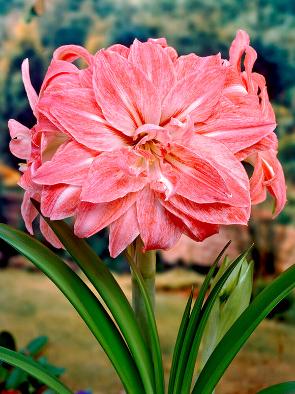 Jumbo Double Amaryllis Lady Jane