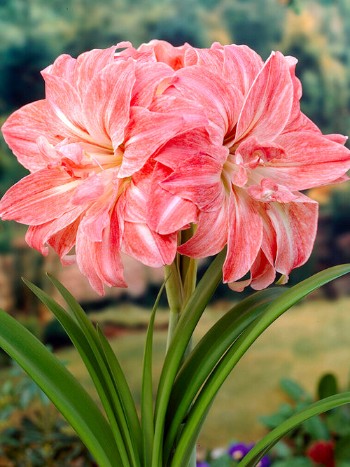 Jumbo Double Amaryllis Lady Jane Salmon Pink