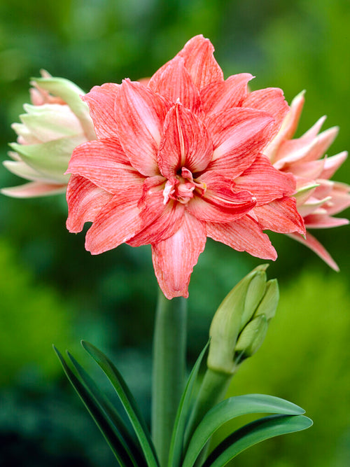 Jumbo Double Amaryllis Lady Jane Huge flowers