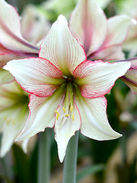 Jumbo_Amaryllis_Magic_Green-
