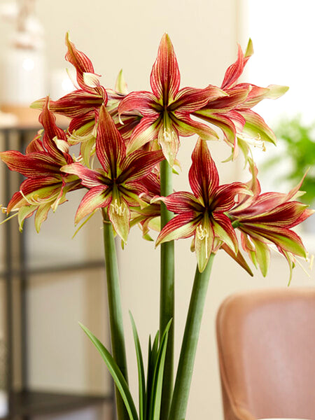 Jumbo Amaryllis Mystica | DutchGrown™ | Huge Bulbs!