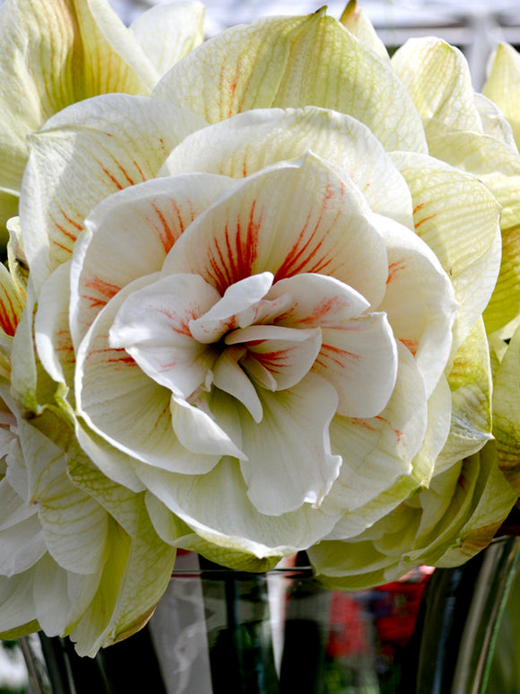 Double Amaryllis Nymph