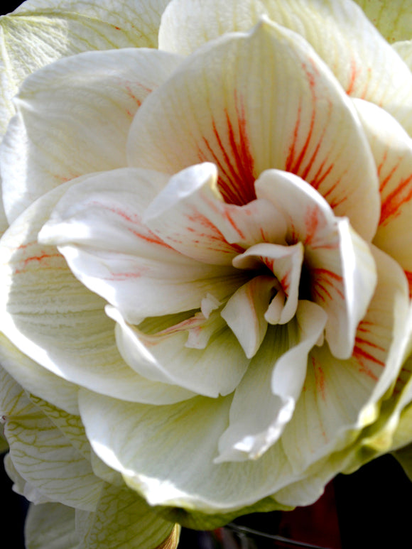 Jumbo Double Amaryllis Nymph Bulbs