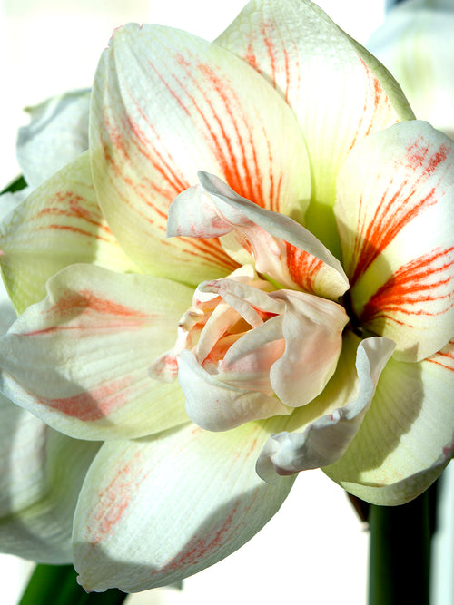 Jumbo Double Amaryllis Nymph Bulbs