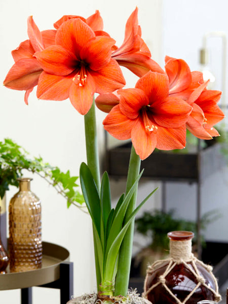 Jumbo Amaryllis Orange Desire | DutchGrown™ | Huge Top Quality Bulbs!