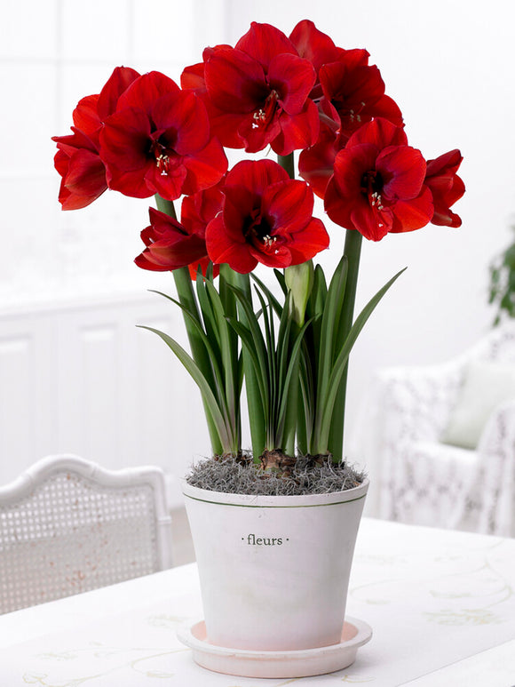 Jumbo Amaryllis Red Lion Bulbs in pot