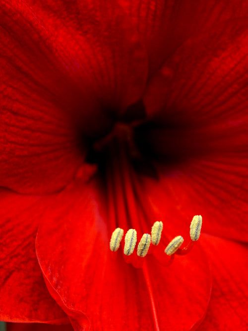 Jumbo Amaryllis Red Lion close up