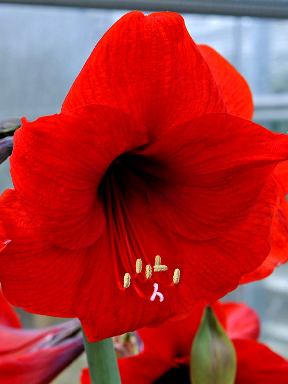 Jumbo Amaryllis Red Lion Bulbs