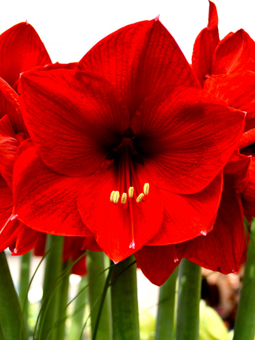 Jumbo Amaryllis Red Lion Bulbs DutchGrown