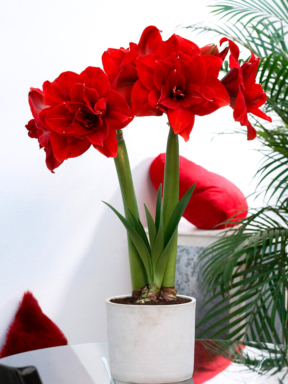 Jumbo Amaryllis Red | | Huge Flowers!