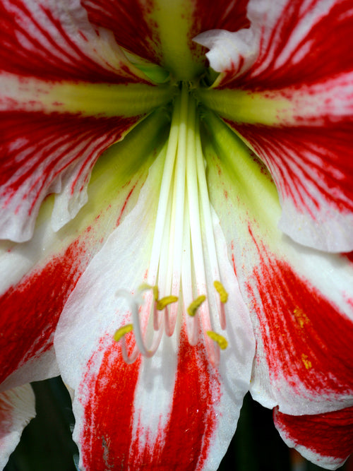 Red and white amaryllis Spartacus close up