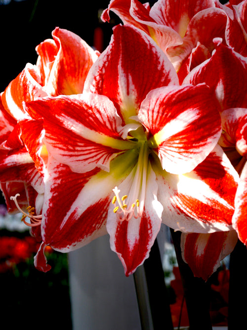 Red and white amaryllis bulbs Spartacus Clown