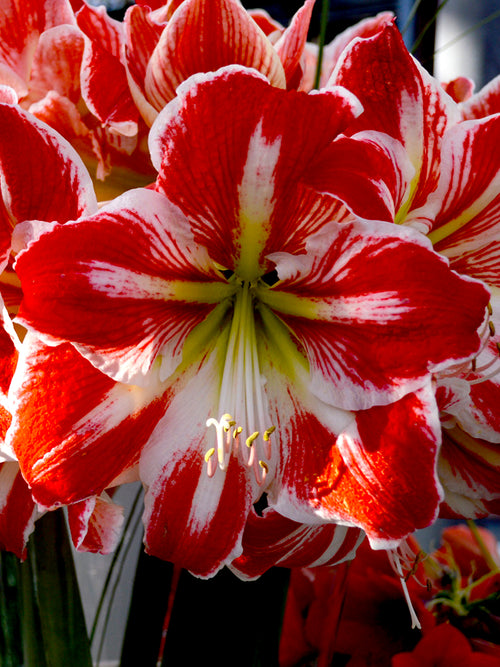 Red and white amaryllis bulbs Spartacus DutchGrown