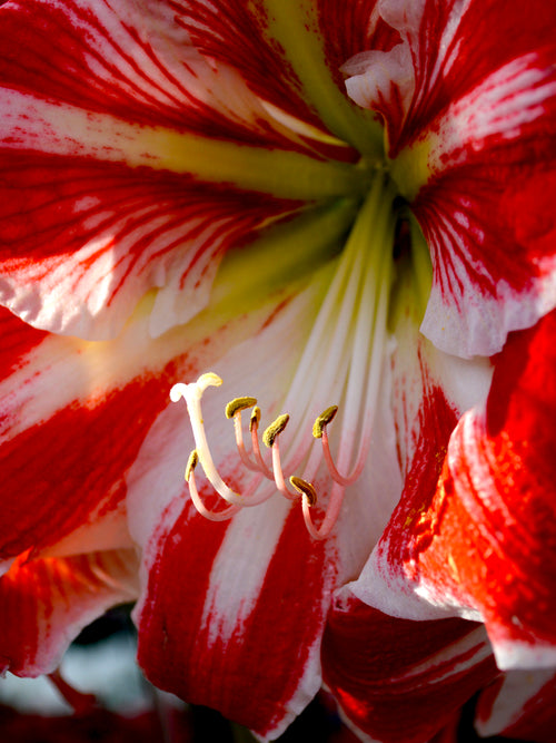 Red and white amaryllis bulbs Spartacus
