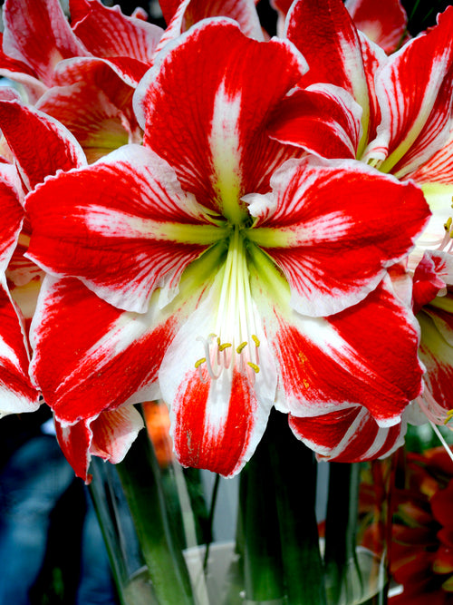 Jumbo Amaryllis Spartacus Clown Red and White