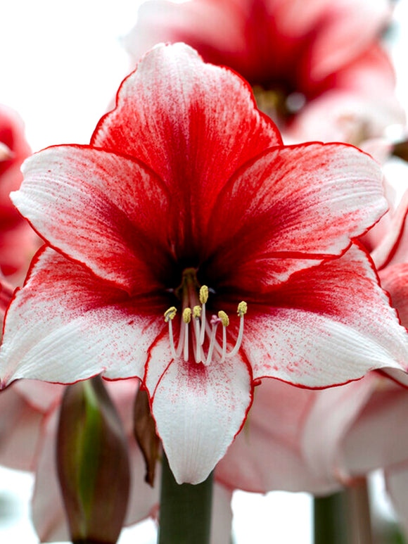 Jumbo Amaryllis Red and White Temptation Unique Colors