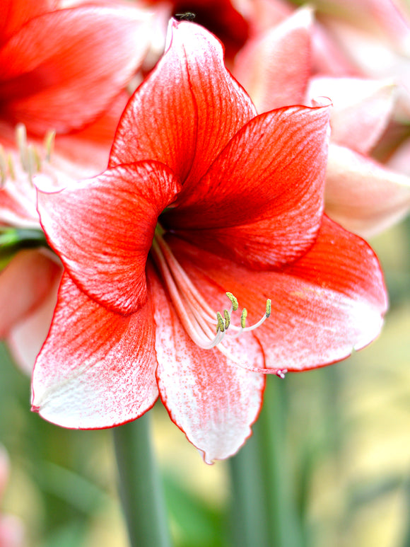 Jumbo Amaryllis Red and White Temptation Unique Colors