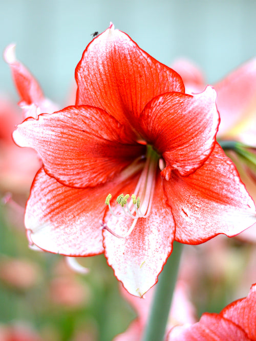 Jumbo Amaryllis Red and White Temptation Unique Colors DutchGrown