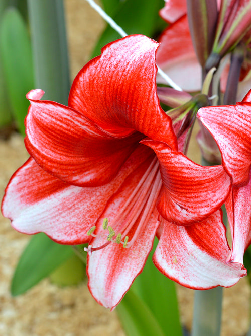 Jumbo Amaryllis Red and White Temptation Unique Colors