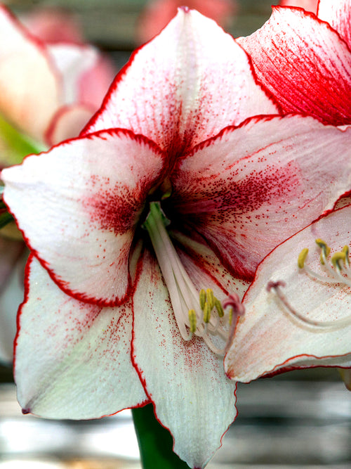 Jumbo Amaryllis Red and White Temptation Unique Colors