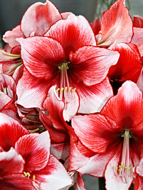 Jumbo Amaryllis Red and White Temptation Unique Colors