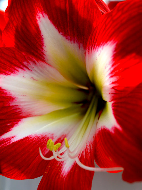 Amaryllis Tres Chic DutchGrown
