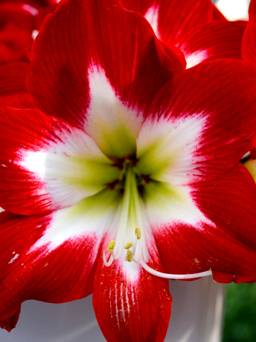 Jumbo Amaryllis Tres Chic Flower Bulbs