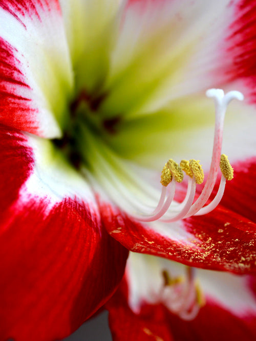 Jumbo Amaryllis Tres Chic Bulbs close up