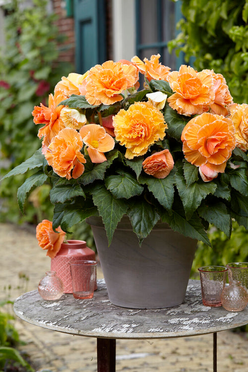 Begonia Picotee Lace Apricot