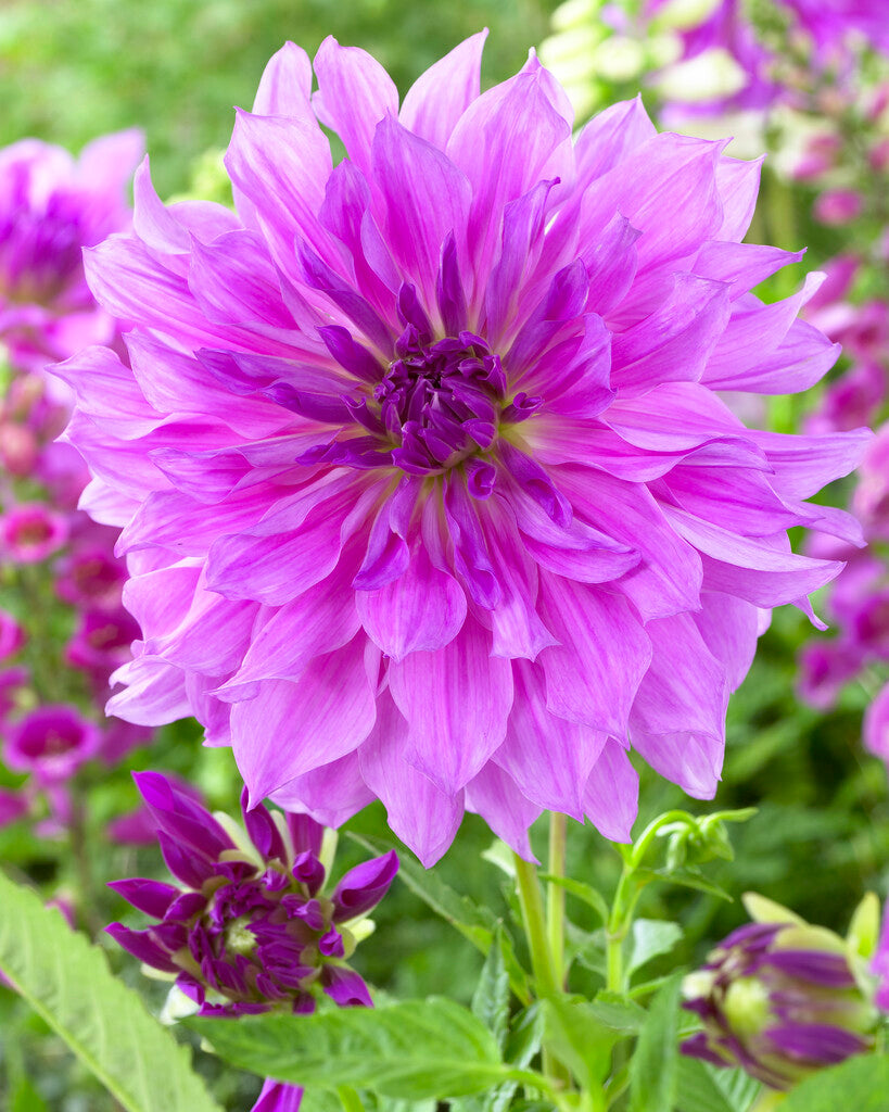ruffles lavender plant Dahlia Lavender Ruffles | Dahlia Tubers