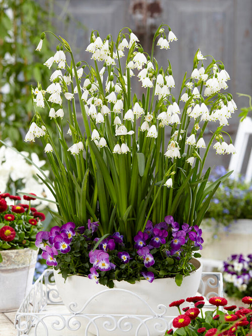 Leucojum Gravetye Giant Leucojum Bridesmaid