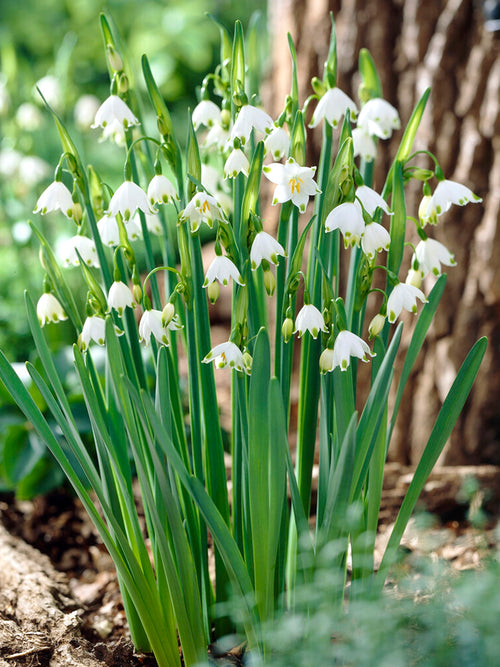 Leucojum Bridesmaid Giant Snowflake