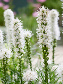 Liatris Spicata Alba