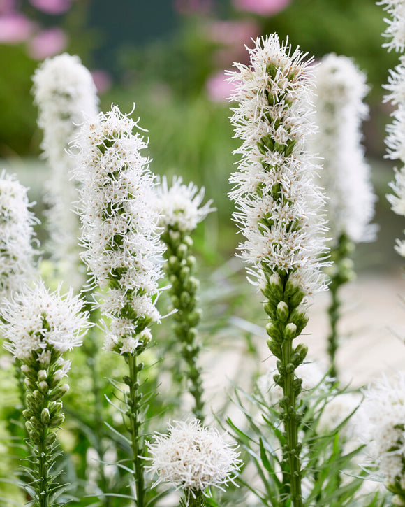 Liatris Spicata Alba