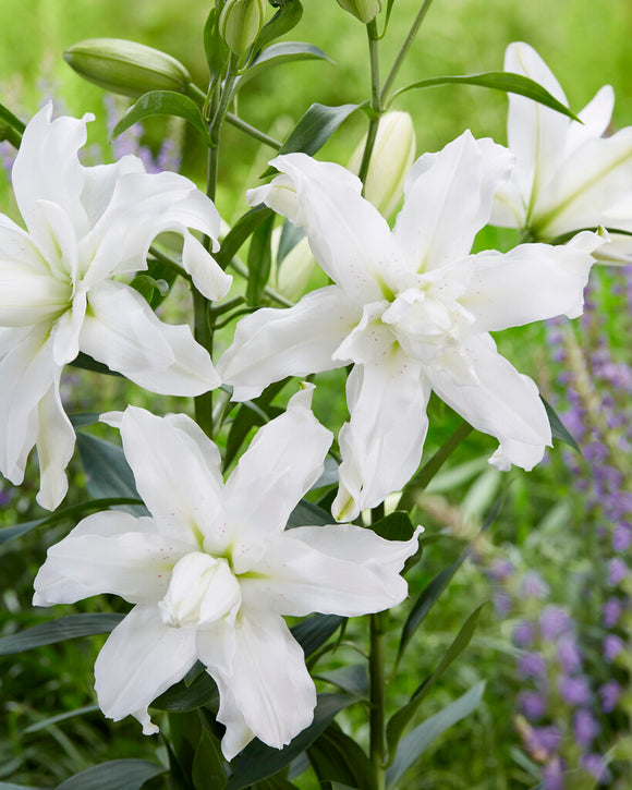 Lily Bulbs Lotus Beauty