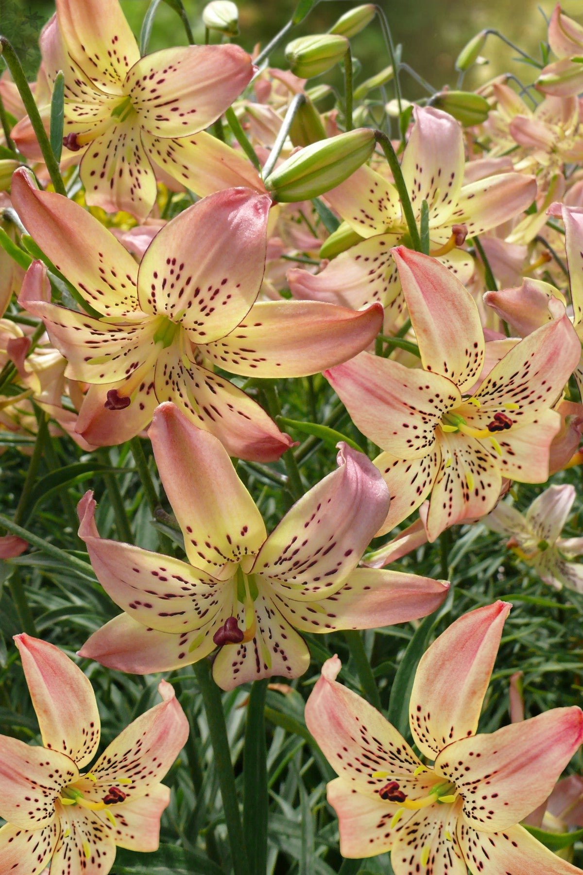 Lily Corsage