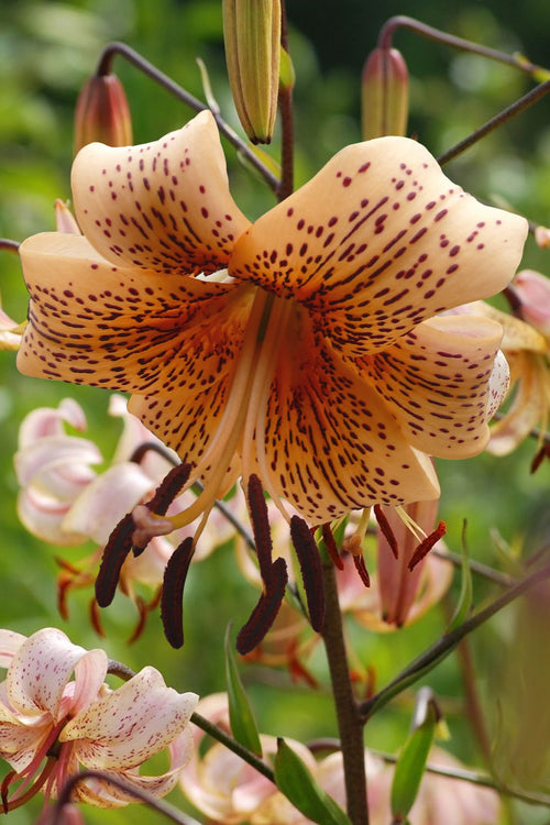 Tiger babies lilies