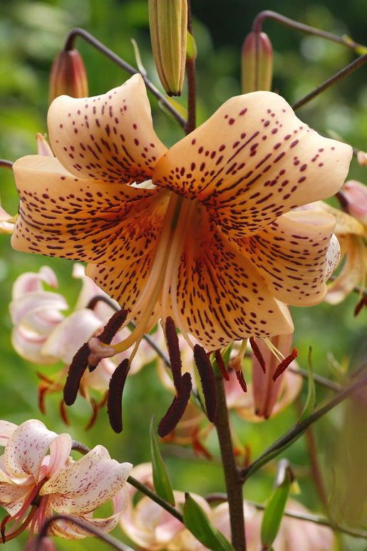 Tiger babies lilies