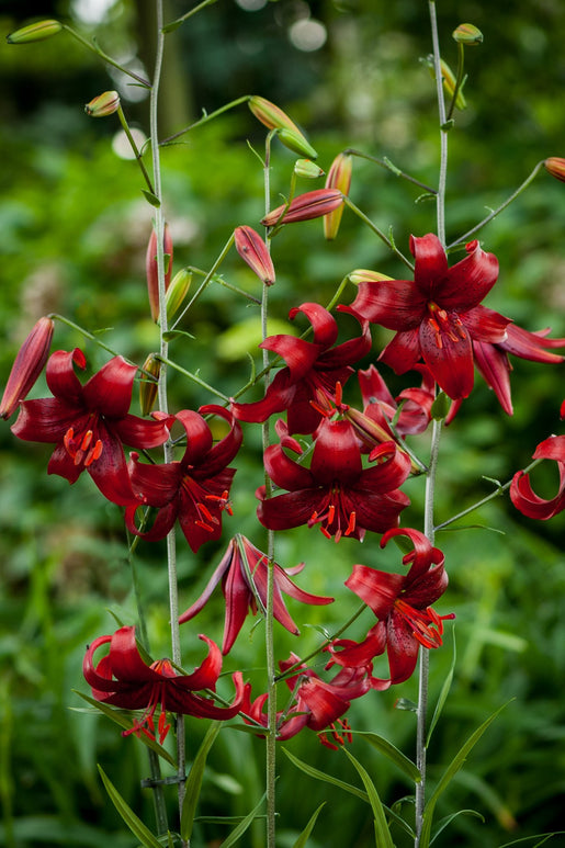 Red Velvet Lilies