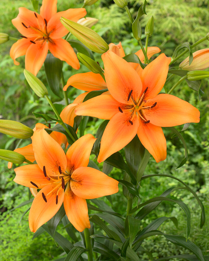 Orange shop lily flower