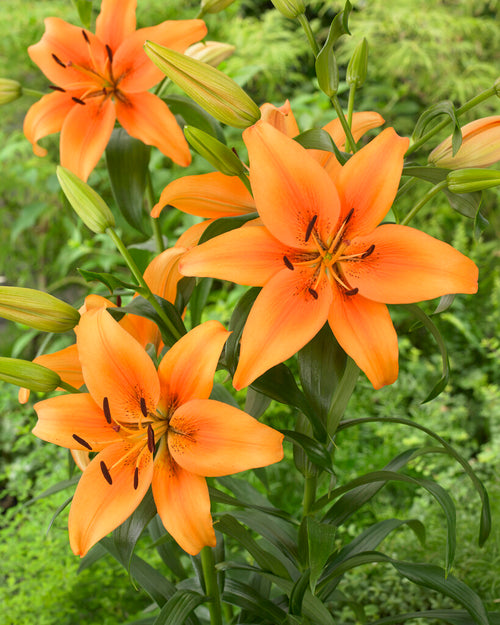 Lily Bulbs Sunset Boulevard