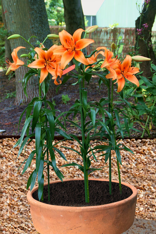 Lily Bulbs Sunset Boulevard