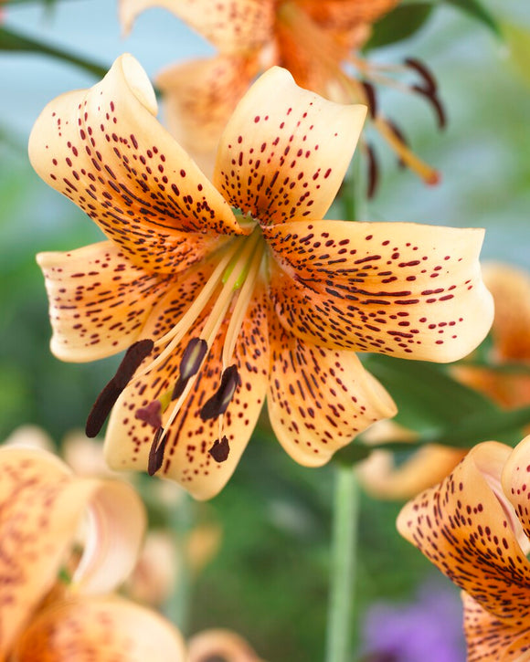 Lily Bulbs Tiger Babies