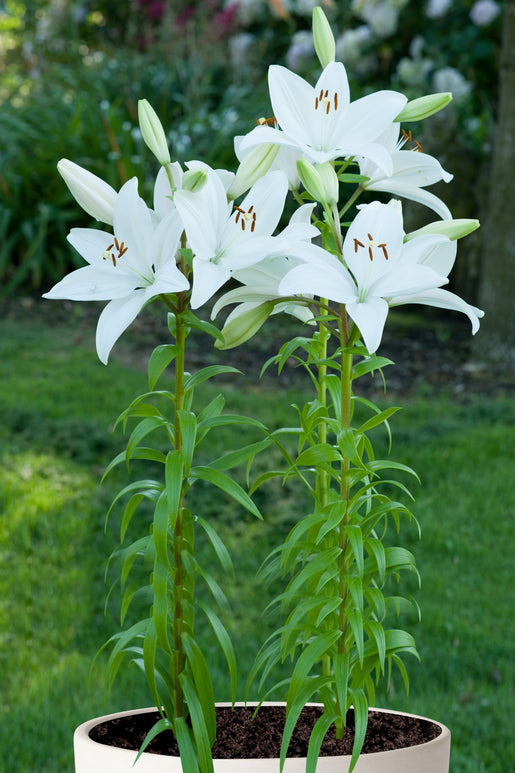 Lilium 'Bright Diamond' (Longiflorum-Asiatic Lily)