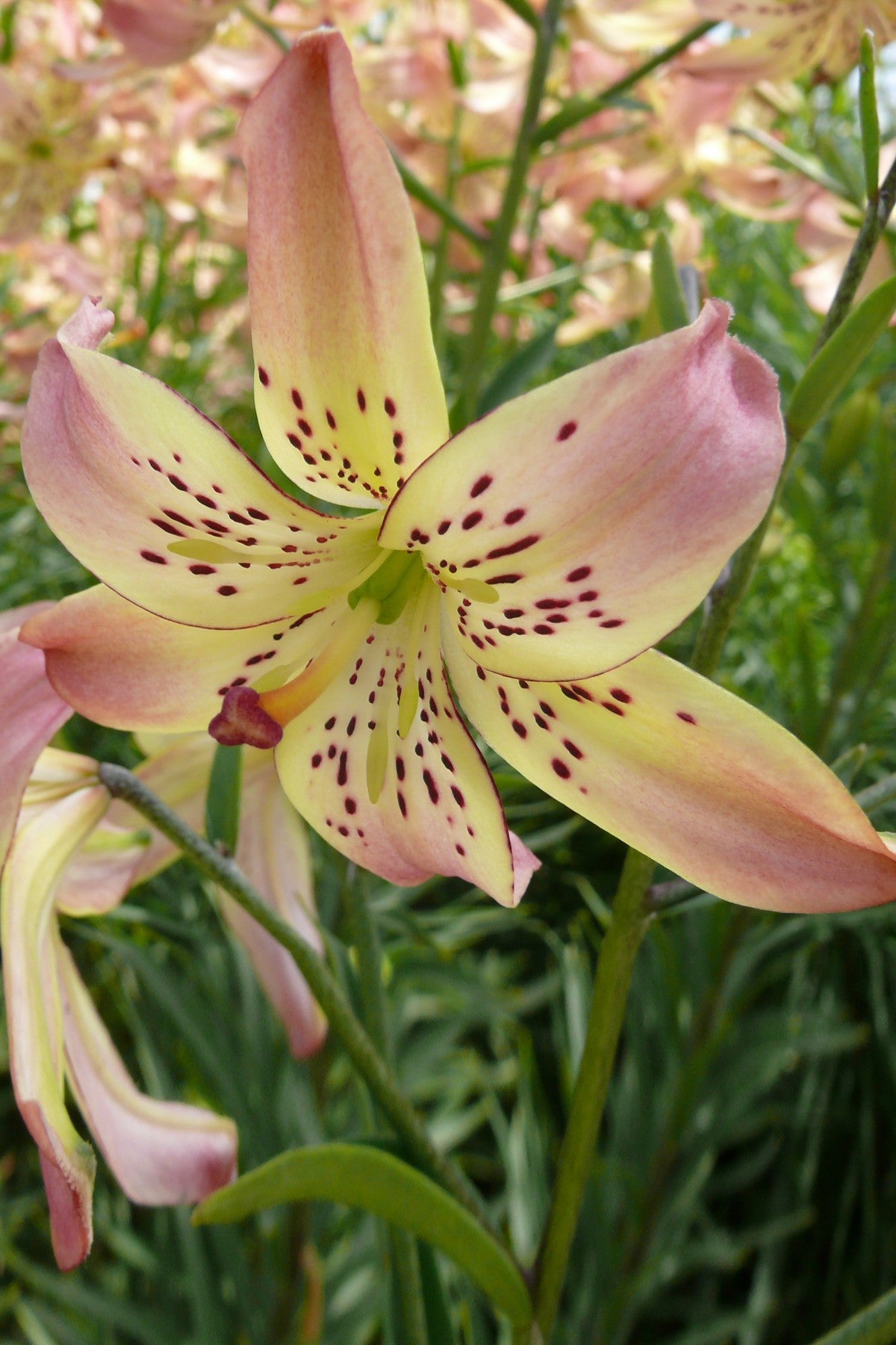 Lily Corsage