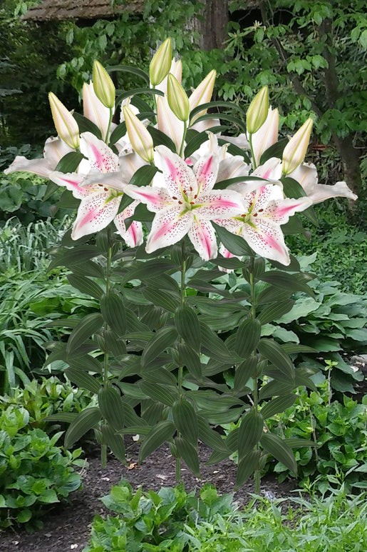 Oriental Lilies Lovely Day