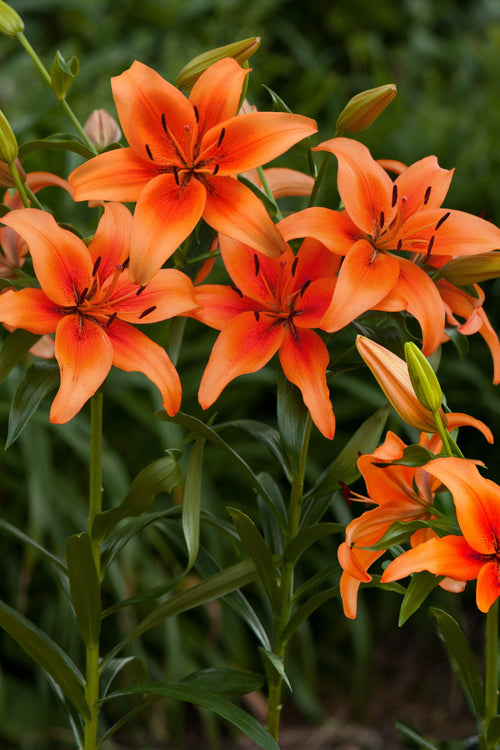 Lily Bulbs Sunset Boulevard